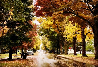 Autumn trees on residential area in Argenta, IL